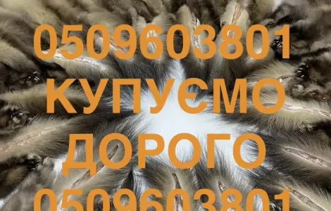 Покупаем ДОРОГО шкуры куницы шкуры куниц по всей Украине