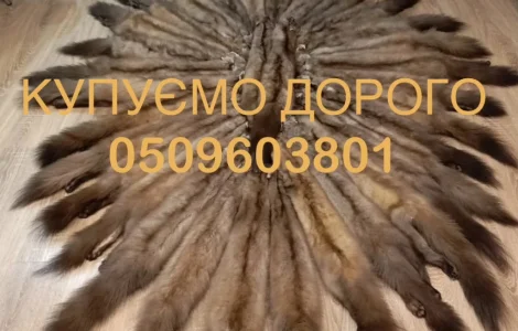 Купуємо шкіри куниці