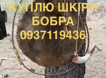 Покупаем сухие не соленые шкуры бобра без мяса и жира шкуры бобра