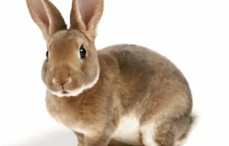Купуємо шкіри кролика сухі