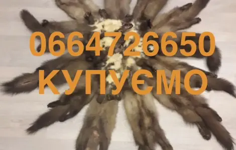 Покупаем шкуры бобра сухие и куницы