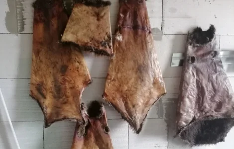 Купуємо сухі без жиру та мʼяса шкіри бобра та струю