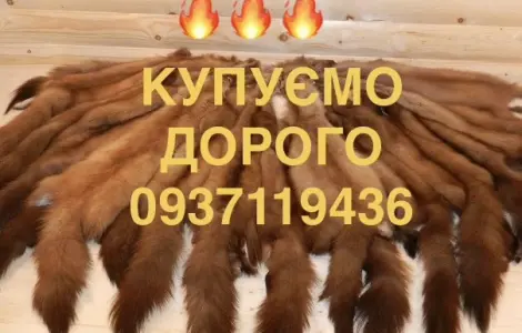 Купуємо шкіри куниці і бобра шкури