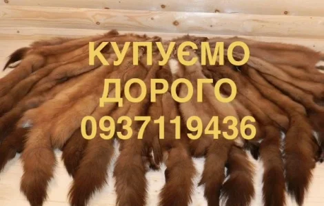 Купуємо шкури куниці дорого шкіри