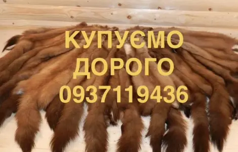 Покупаем шкуры куницы дорого шкуры