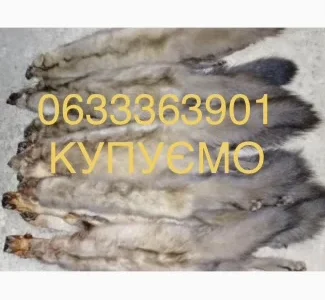 Куплю купуємо шкури шкіри хутро куниці куниця