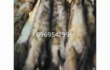 Купемо у вас шкіри куниці