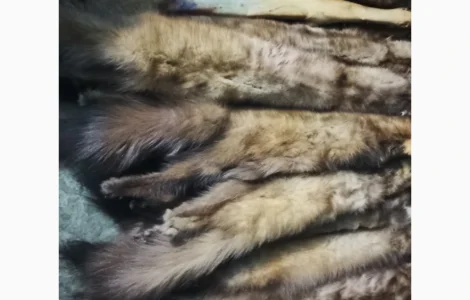 Куплю шкіри куниці лісової дорого