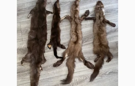 Куплю шкіри куниці бобра дорого