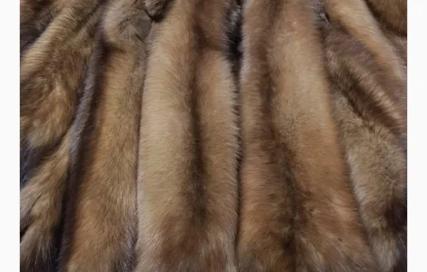 Куплю шкури куниці