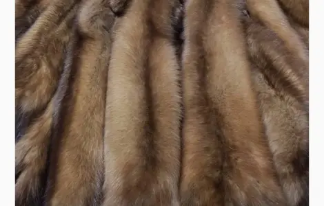 Куплю шкури куниці