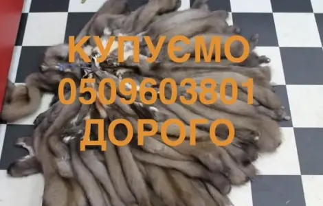 Покупаем шкуры куницы Мех куницы