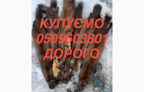 Покупаем мех бобра куницы ДОРОГО ездим по всей Украине