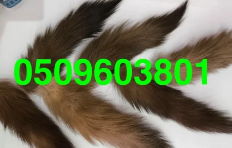 Хвости куниці