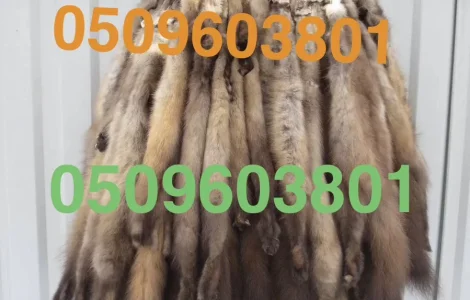 Куплю куницю дорого по усій Україні їздимо