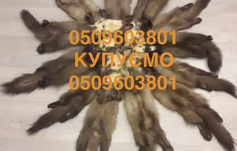 Купуємо шкурки куниці хутро бобра кроля