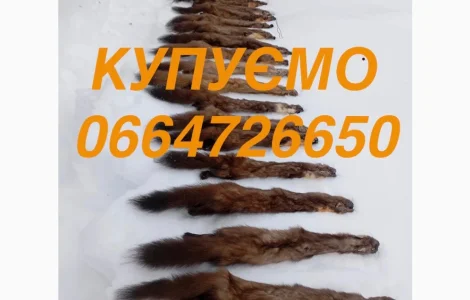 Куплю куницю шкіри шкіру