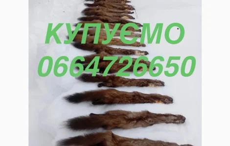 Купуємо куплю куницю куниці шкури. Шкіри