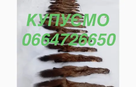 Покупаем куплю куницу куницы шкуры. Шкуры