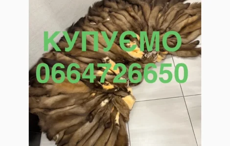 Купуємо куницю шкіри хутро куниці ДОРОГО