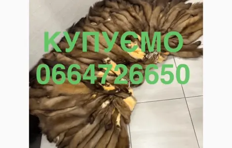 Покупаем куницу шкуры мех куницы ДОРОГО
