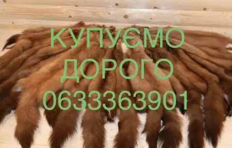 Покупаем ДОРОГО шкуры куницы шкурки мех