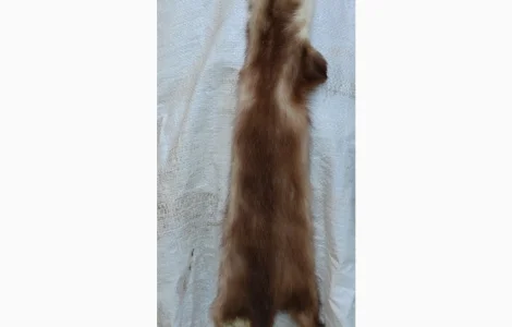 Продається хутро лисиці