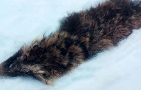 Куплю шкуры енота мокросол