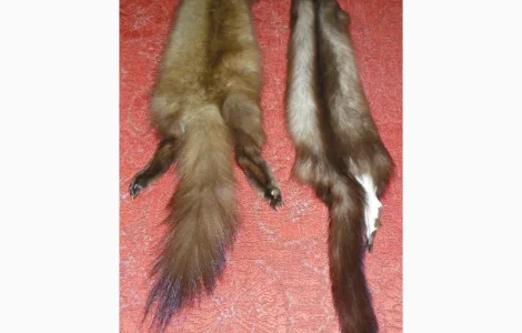 Натуральне хутро лісової та кам'яної куниці