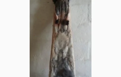 Куплю шкурки кролика