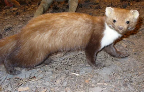 Куплю шкури куниці лисиці ДОРОГО