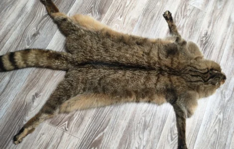 Продам шкуру камышового кота