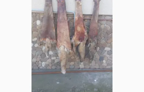 Продам шкуры лисицы