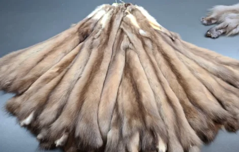 Куплю хутро куниці