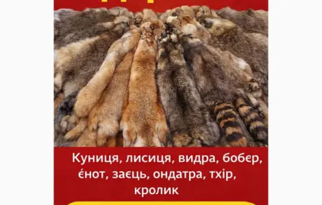 Куплю шкури Куниці ДОРОГО