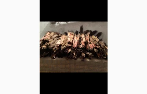 Куплю шкури Куниці