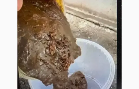Фуз олійний