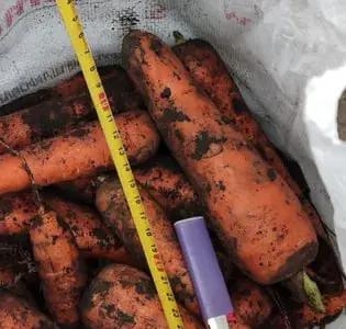 Продам морковь на переработку Кордоба и Каскад оптом