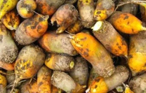 Свекла кормовая