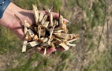 Щіпа (тріска) з хвойних та листяних порід дерев