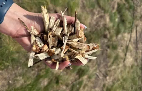 Щепа (щепа) из хвойных и лиственных пород деревьев