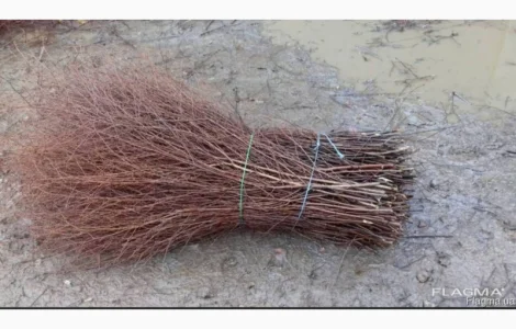 Куплю березовую ветку от 10 тонн