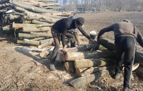 Дрова дуб метрові або колоті