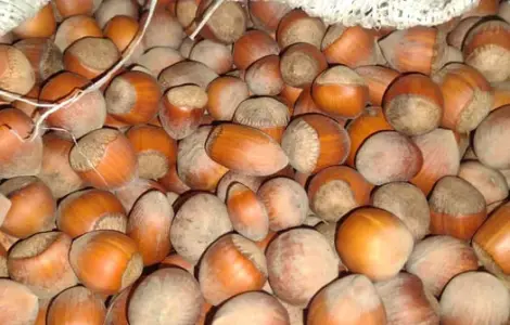 Продажа фундука и лесного ореха