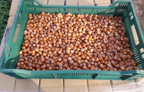 Продажа фундука