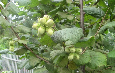 Саженцы Фундука (опт)