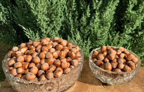 Фундук (горіхи) hazelnuts