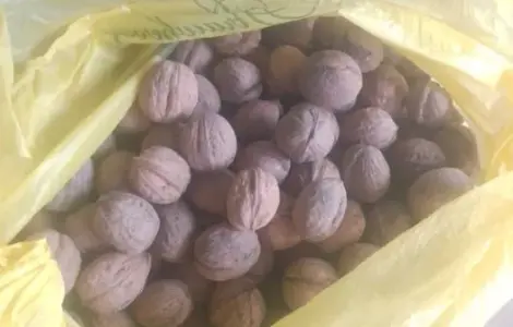 Орех грецкий . Кругляк и обычный