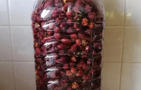 Шипшина Шиповник, 200 грн за 1 кг, урожай 2025 року