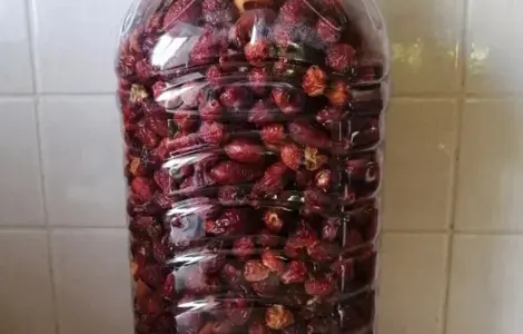 Шипшина Шиповник грн 1 кг 2025р